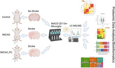 Impact of inflammatory preconditioning on murine microglial proteome response induced by focal ischemic brain injury